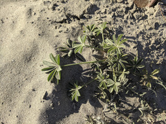 Lupinus arizonicus