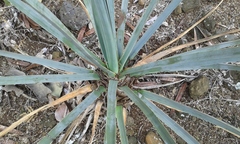 Dracaena serrulata