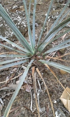 Dracaena serrulata