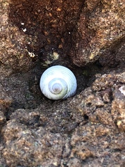 Echinolittorina modesta