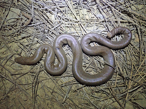 iNaturalist observation photo of Northern Rubber Boa