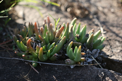 Hereroa granulata (N.E.Br.) Dinter & Schwantes