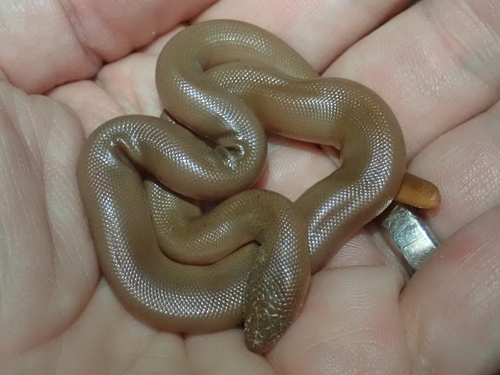 iNaturalist observation photo of Northern Rubber Boa