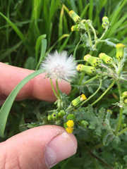 Senecio vulgaris