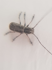 Euciodes suturalis