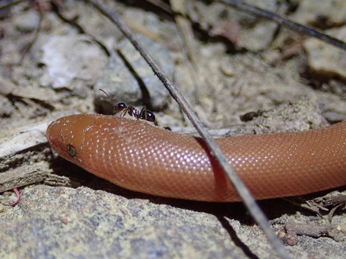 iNaturalist observation photo of Northern Rubber Boa