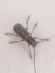 Euciodes suturalis