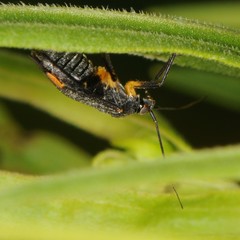 Polymerus venaticus