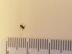 Euciodes suturalis