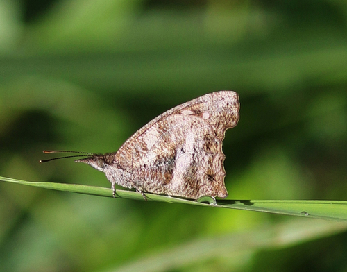 Libythea labdaca