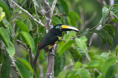 Pteroglossus pluricinctus