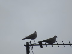 Streptopelia decaocto