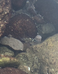 Abudefduf declivifrons