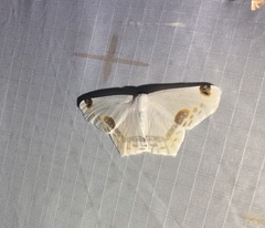 Sericoptera mahometaria