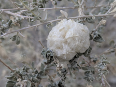 Asphondylia floccosa