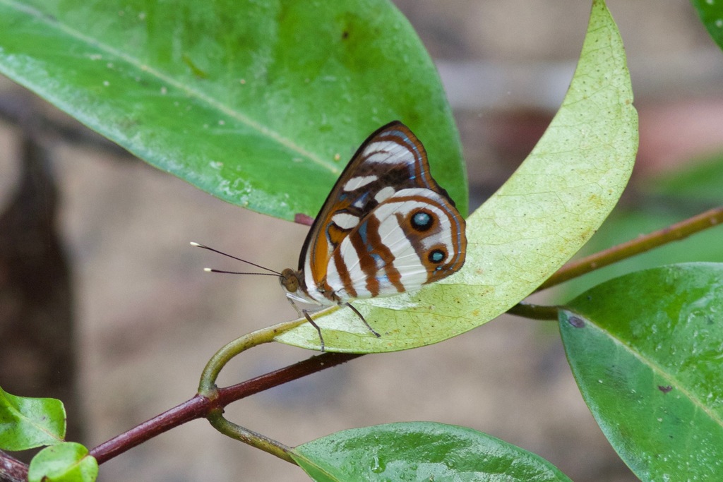 Dynamine onias