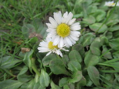 Bellis perennis