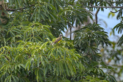 Myiozetetes granadensis