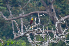 Psarocolius bifasciatus