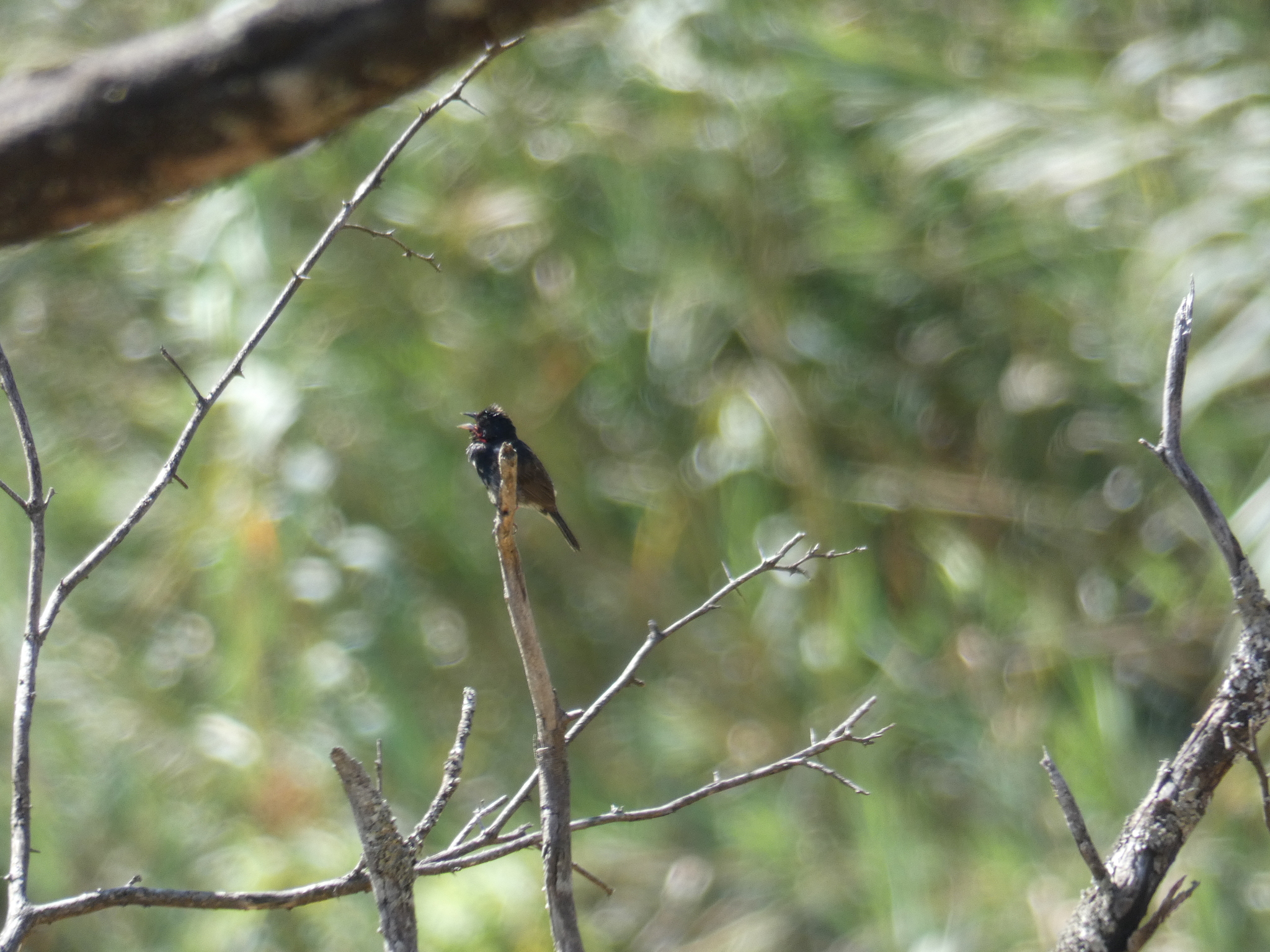 Volatinia jacarina image
