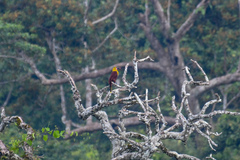 Psarocolius bifasciatus