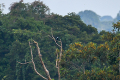 Gymnoderus foetidus
