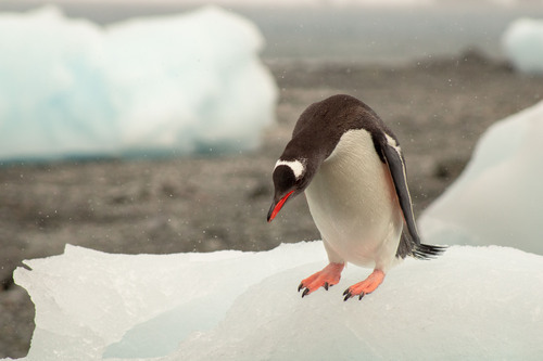 Gentoo Penguin