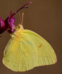 Phoebis agarithe fisheri