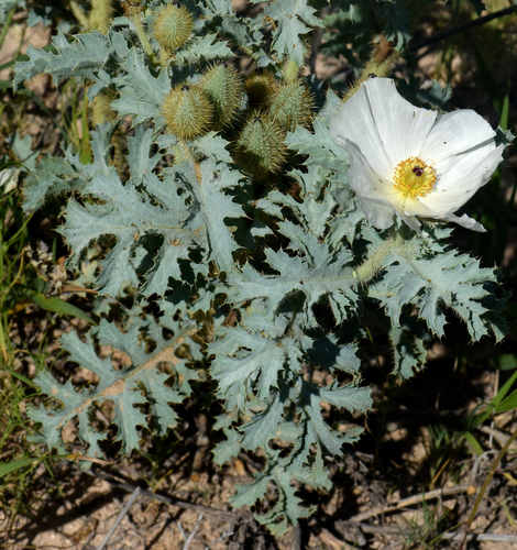 rough pricklypoppy (Argemone hispida)
