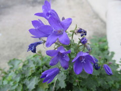 Campanula poscharskyana