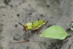 Zonocerus variegatus