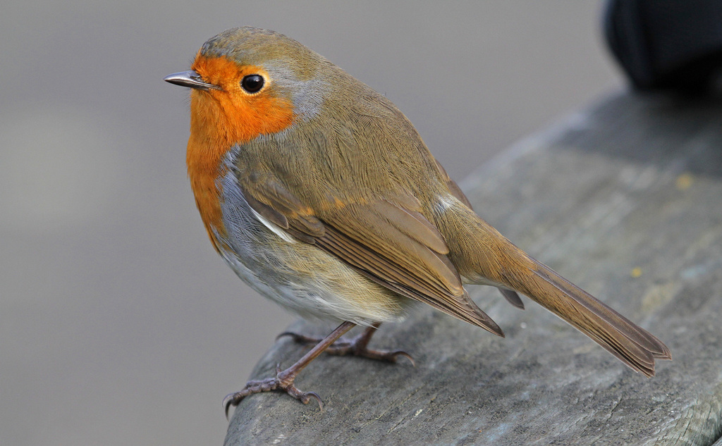 European robin - Wikipedia