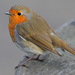 European Robin - Photo (c) Paul Lewis, some rights reserved (CC BY-NC), uploaded by Paul Lewis