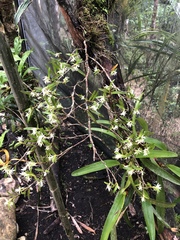 Epidendrum mixtum