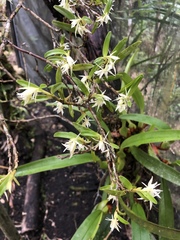 Epidendrum mixtum