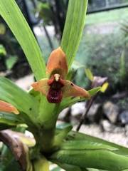 Maxillaria elatior