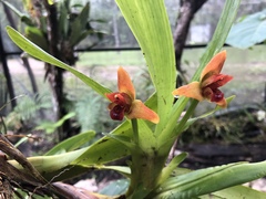 Maxillaria elatior