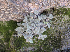 Myriopteris parryi image
