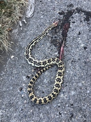 Pituophis lineaticollis