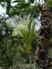 Epidendrum scharfii