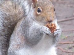 Sciurus carolinensis