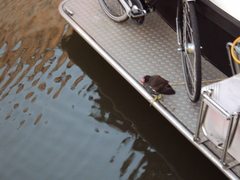 Gallinula chloropus