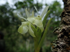 Epidendrum scharfii