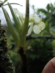 Epidendrum scharfii