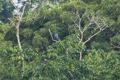 Buteogallus schistaceus