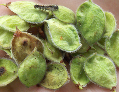 Ulmus thomasii