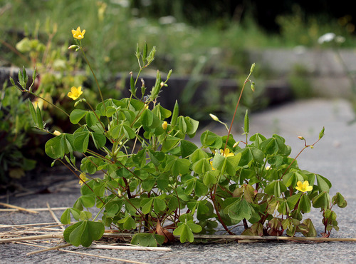 Statusis kiškiakopūstis nuotrauka