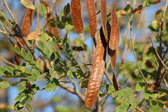 Leucaena lanceolata