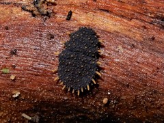 Holacanthella paucispinosa