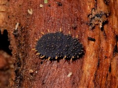 Holacanthella paucispinosa